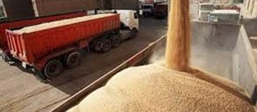 موافقت با واردات گندم توسط بخش‌خصوصی